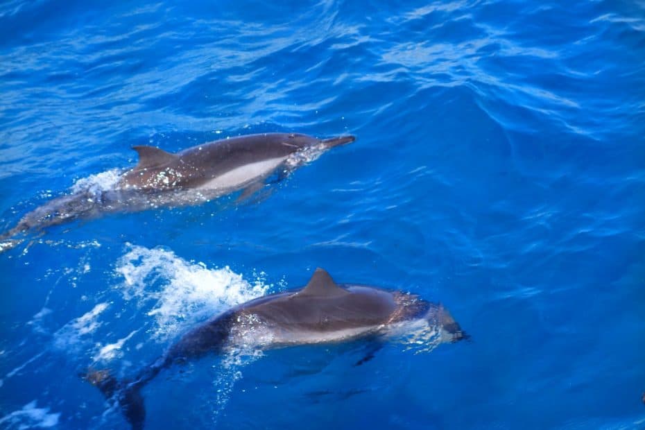 Golfinhos em Noronha 