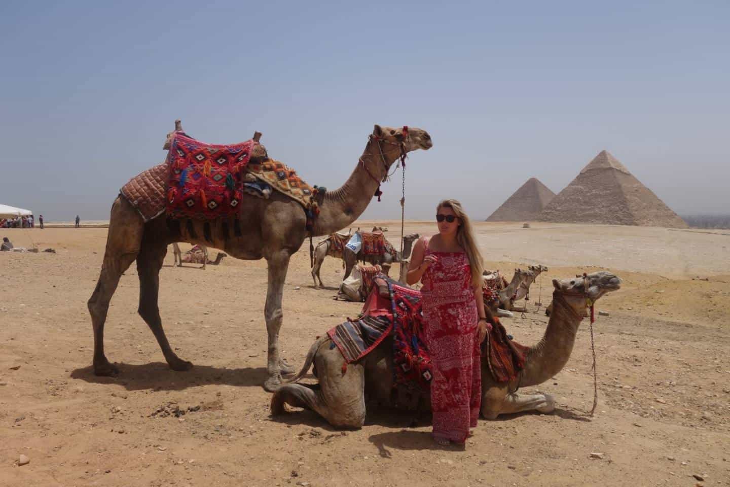 Camelos na piramides de Gize