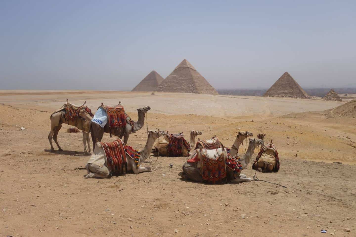 Camelos nas piramides do Egito