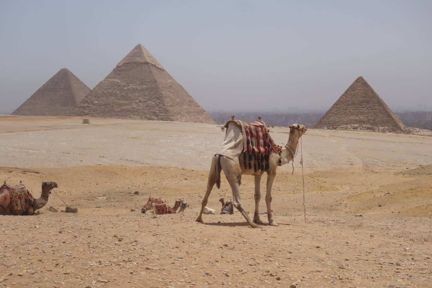 Camelo na frente das piramides de Gize