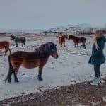 Cavalos islandeses no inverno