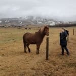 Como são os cavalos da Islândia