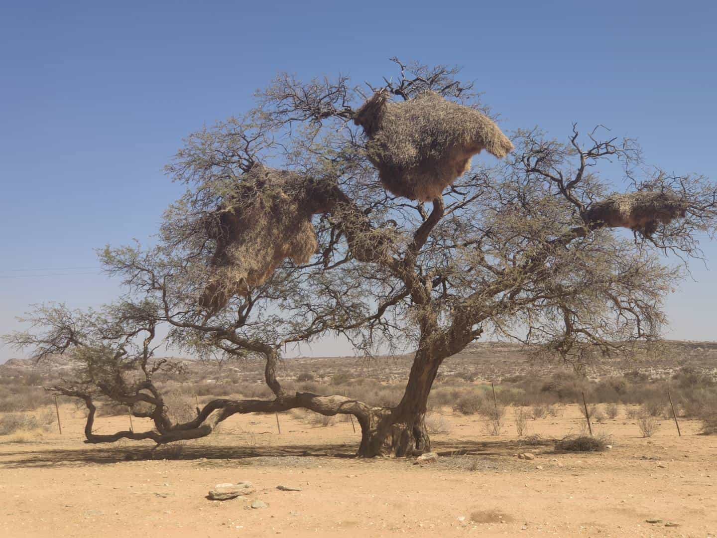 árvores na Namíbia