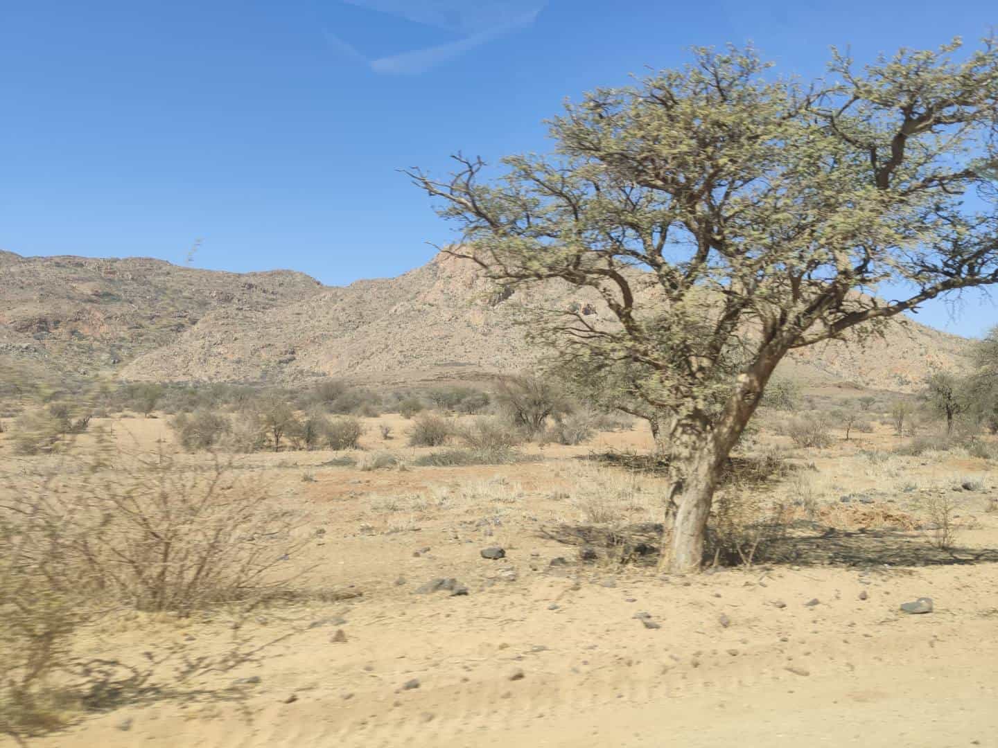 vegetação da Namíbia