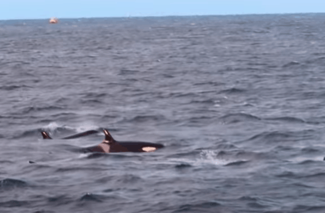 Observação de baleias em Tromso
